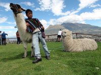 Otavalo.  Na vyhlídce si místní hoch vydělává pózováním s vikuňou. Foto = 1 USD. V pozadí Imbabura.